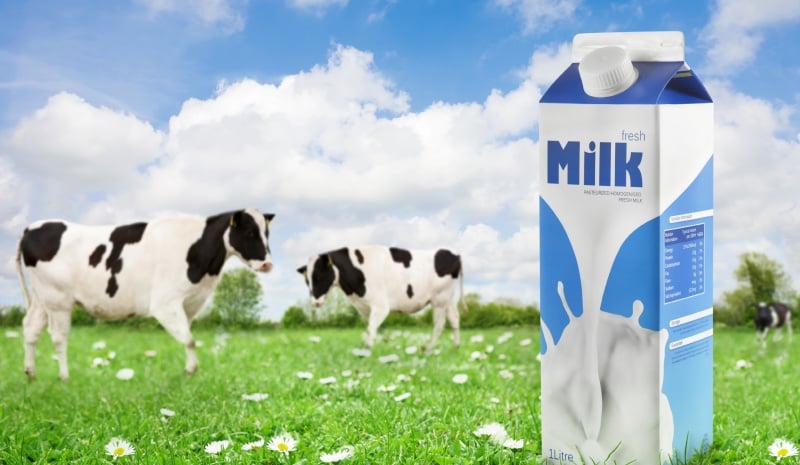 Whole Milk