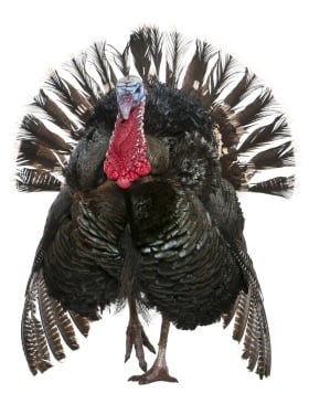 Thanksgiving Turkey