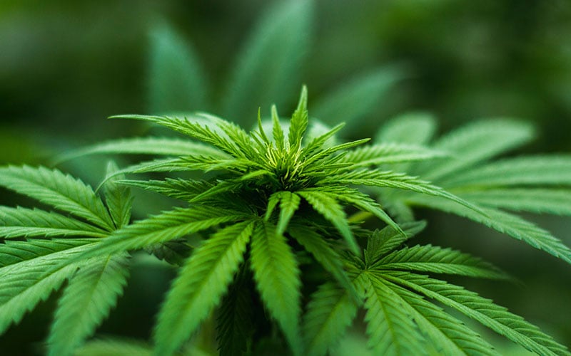 Marijuana Usage During Workouts
