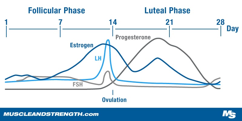 Women's Hormone Cycle