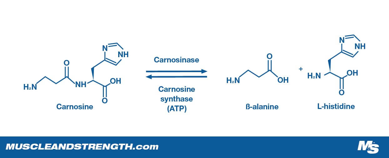 Depiction of Beta Alanine