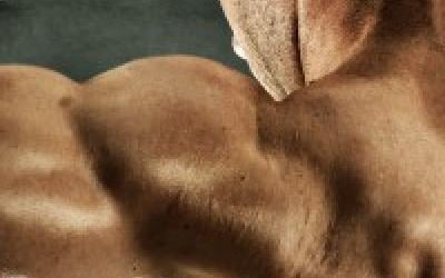 Beginner Shoulder Workout