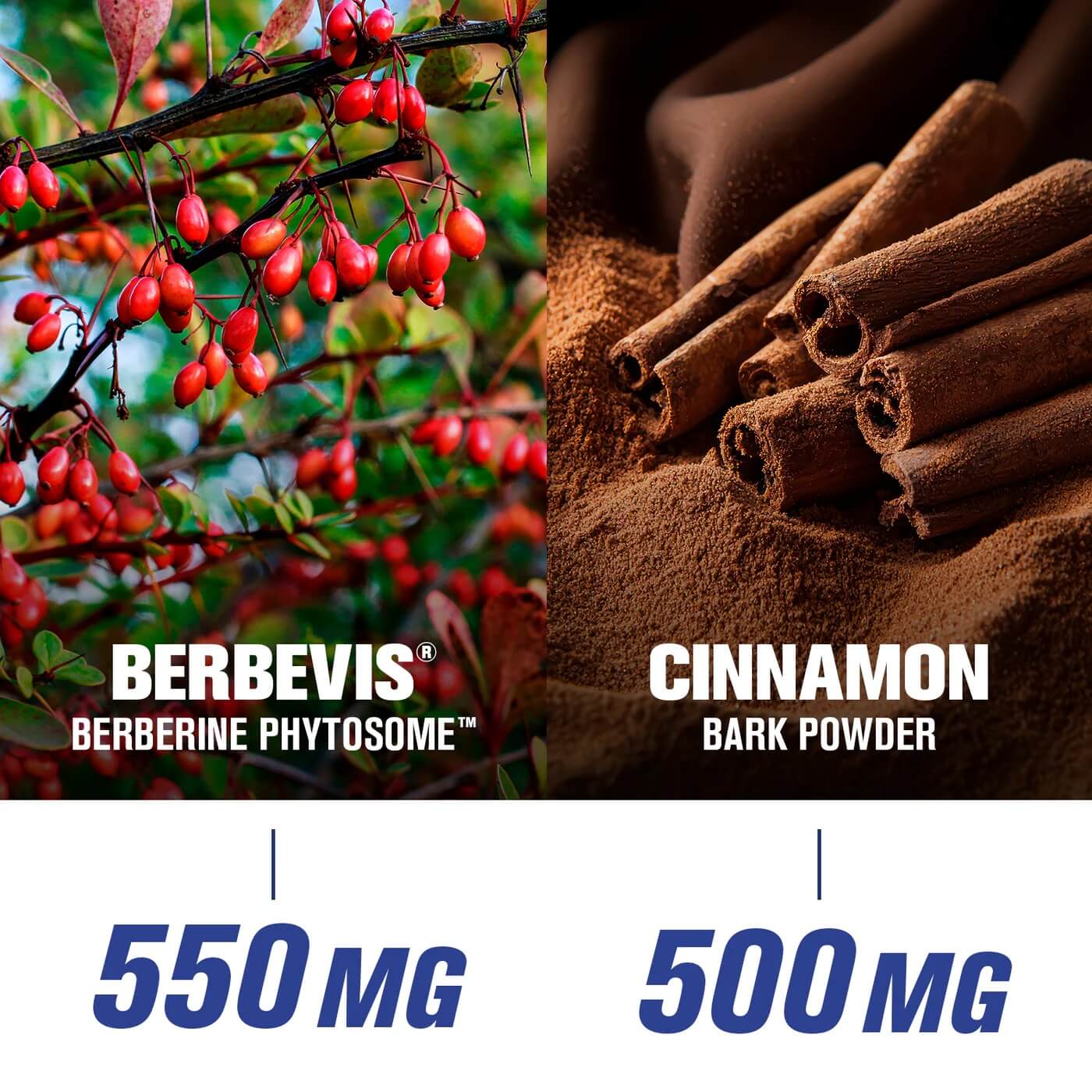 Key ingredients highlighting 550mg Berbevis Berberine Phytosome and 500mg Cinnamon Bark Powder