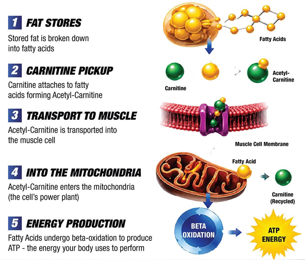 3 Forms of Carnitine in One Formula