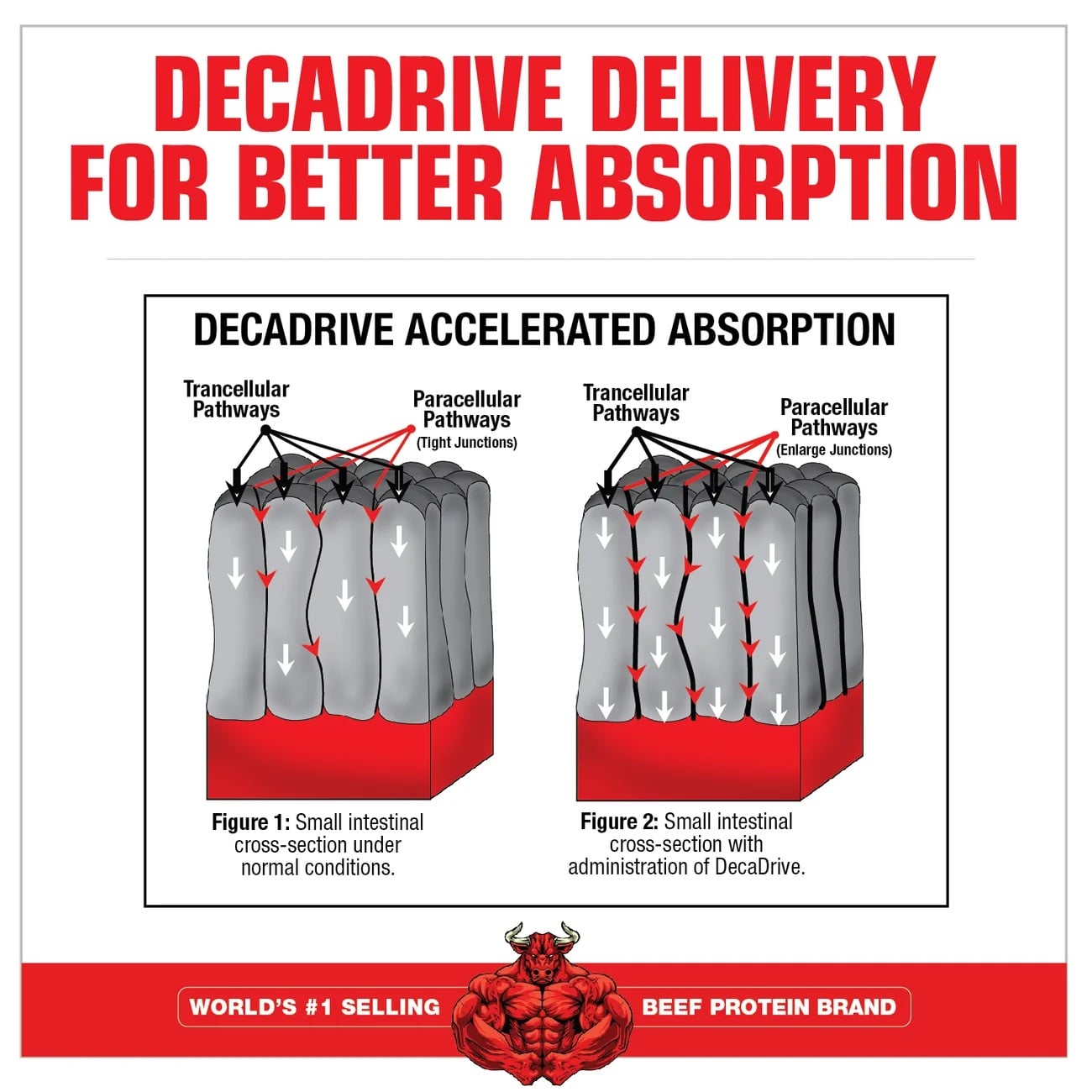 DecaDrive Delivery for Better Absorption diagram comparing intestinal transcellular and paracellular pathways under normal conditions vs. with DecaDrive
